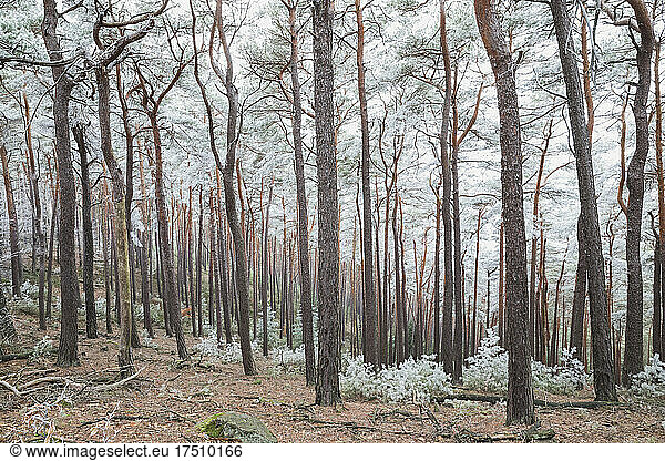 Germany  Rhineland-Palatinate  Frosted pine and birch trees in Palatinate Forest