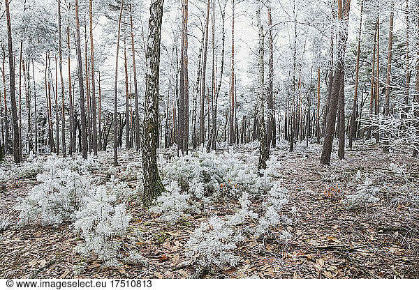 Germany  Rhineland-Palatinate  Frosted pine and birch trees in Palatinate Forest