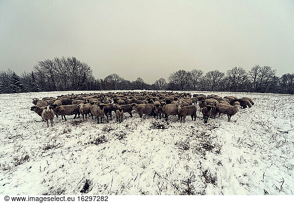 Germany  Rhineland-Palatinate  Neuwied  flock of sheep standing on snow covered pasture