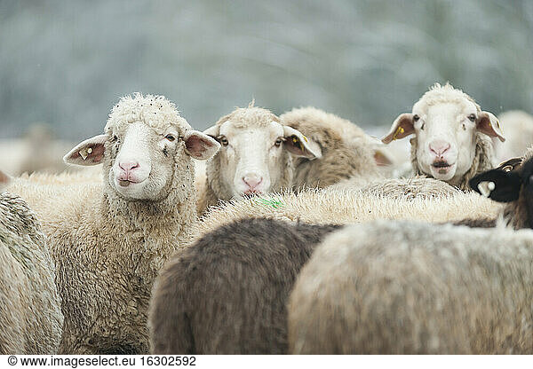 Germany  Rhineland-Palatinate  Neuwied  flock of sheep standing on snow covered pasture