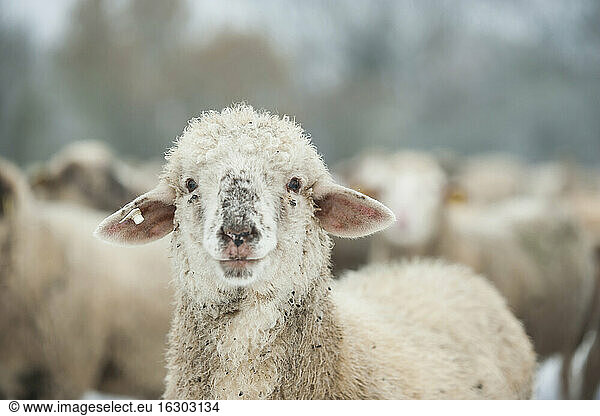 Germany  Rhineland-Palatinate  Neuwied  portrait of sheep in front of flock of sheep
