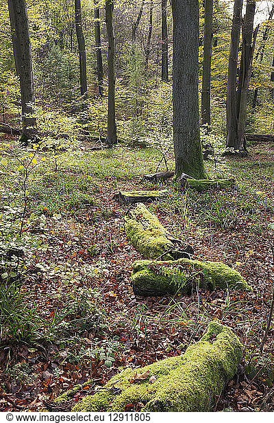Germany Rhineland-Palatinate  Pfalz  Palatinate Forest Nature Park in autumn