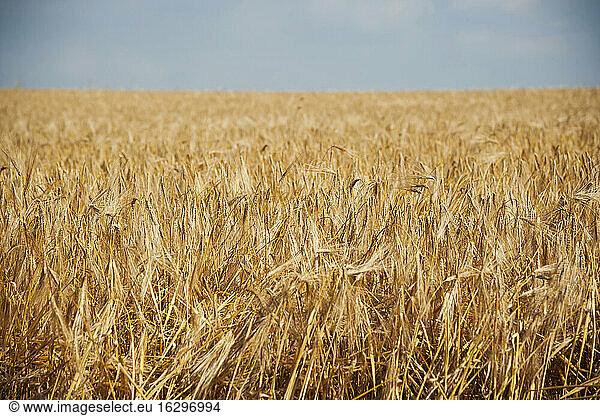 Germany  Rhineland-Palatinate  Rhineland-Palatinate  Barley field