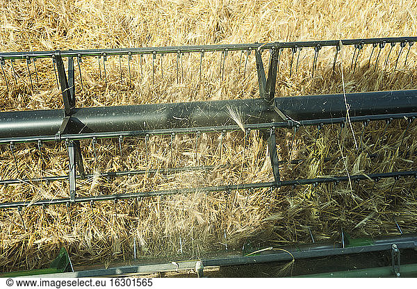 Germany  Rhineland-Palatinate  Rhineland-Palatinate  Combine harvester on barley field