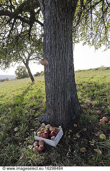 Germany  Rhineland-Palatinate  wooden box with windfall under a tree