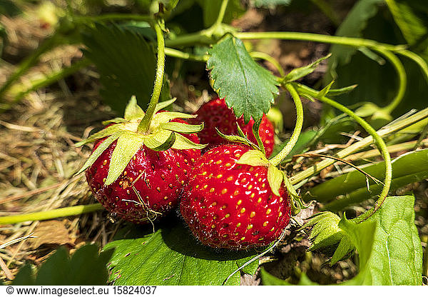 Germany  Ripe strawberries growing in garden