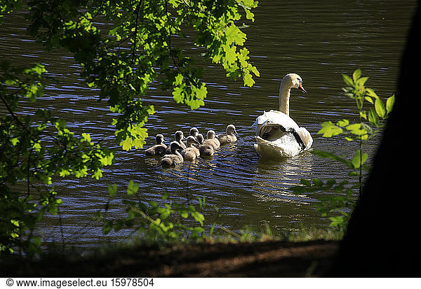 Germany  Saxony  Adult swan swimming in lake with cygnets