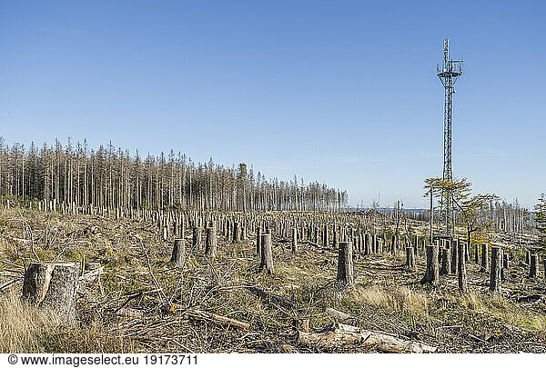 Germany  Saxony-Anhalt  Cut down spruces in Harz National Park
