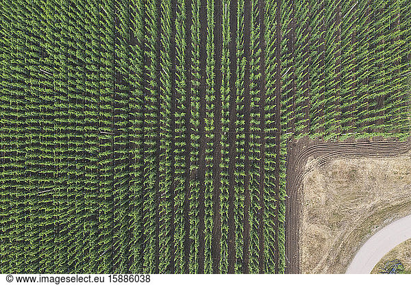 Germany  Saxony-Anhalt  Drone view of vast hops field
