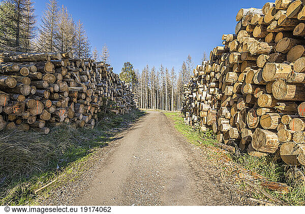 Germany  Saxony-Anhalt  Piled up logs in Harz National Park