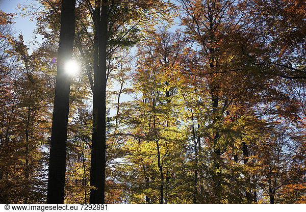 Germany Saxony Beech forest in autumn