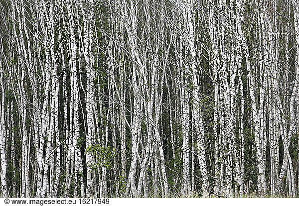Germany  Saxony  Birch trees in summer