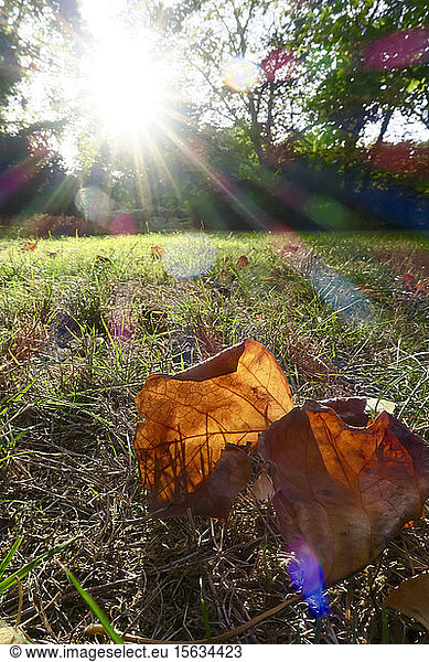 Germany  Saxony  close up of autumn leaves lying on grass