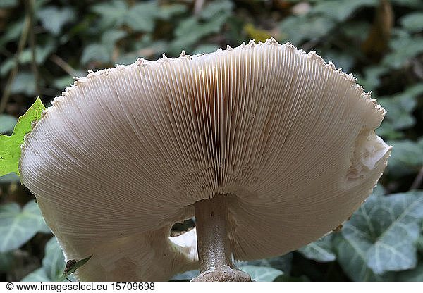 Germany  Saxony  Close-up of gills of light brown mushroom