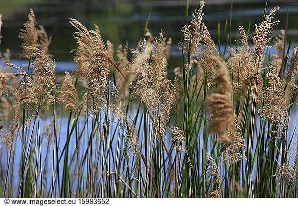Germany  Saxony  Close-up of lakeshore reeds in spring