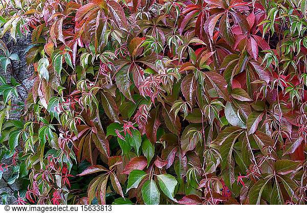 Germany  Saxony  colorful leaves of wild vine