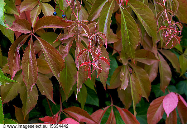 Germany  Saxony  colorful leaves of wild vine