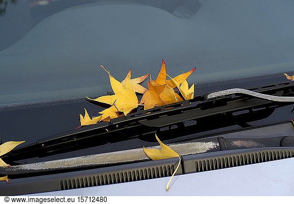 Germany  Saxony  Fallen leaves of American sweetgum (Liquidambar styraciflua) behind windshield wipers