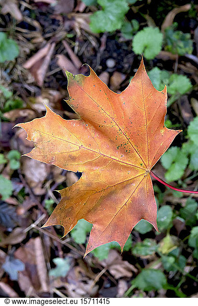 Germany  Saxony  Fallen maple leaf in autumn
