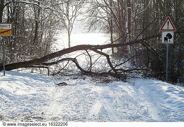 Germany  Saxony  fallen tree on street in winter
