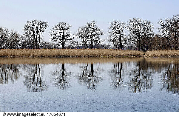 Germany  Saxony  Lake reflecting surrounding reeds and bare trees in late winter