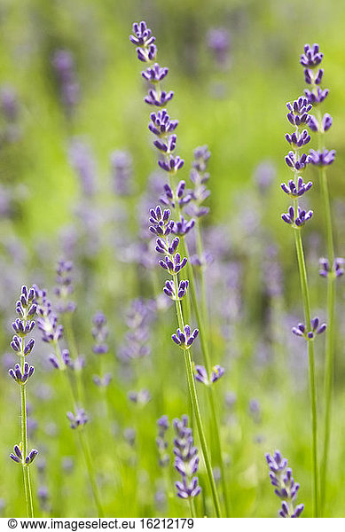 Germany  Saxony  Lavender flower  close up
