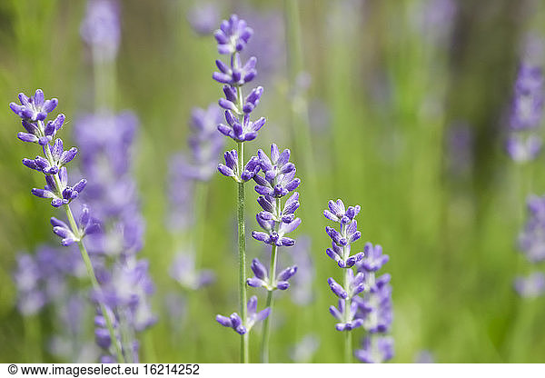Germany  Saxony  Lavender flower  close up