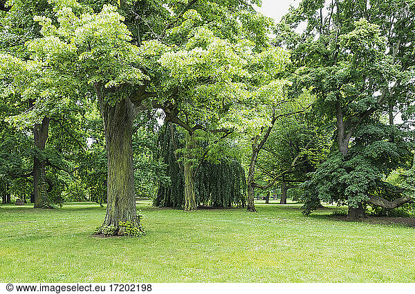Germany  Saxony  Leipzig  Oak trees growing in Palmengarten park