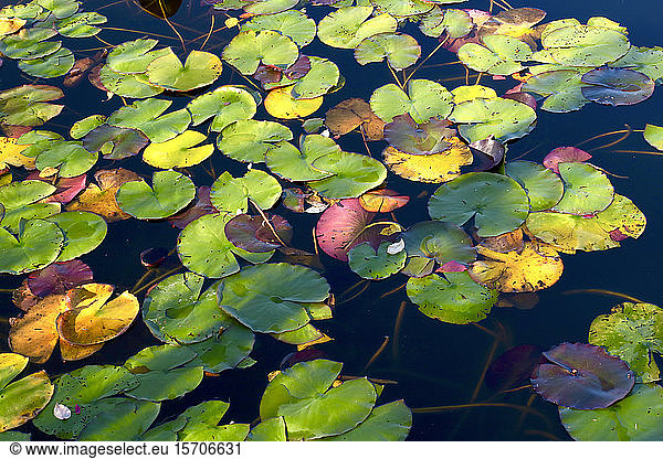 Germany  Saxony  Lily pond in autumn