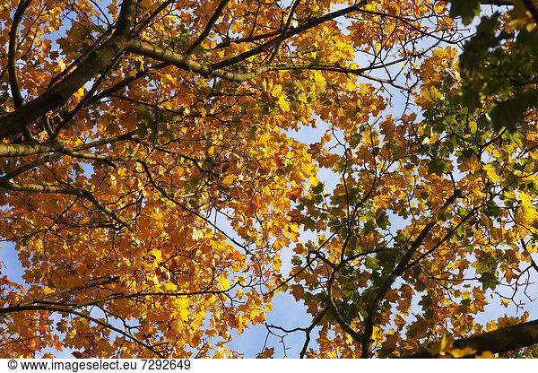 Germany  Saxony  Maple tree in autumn against sky