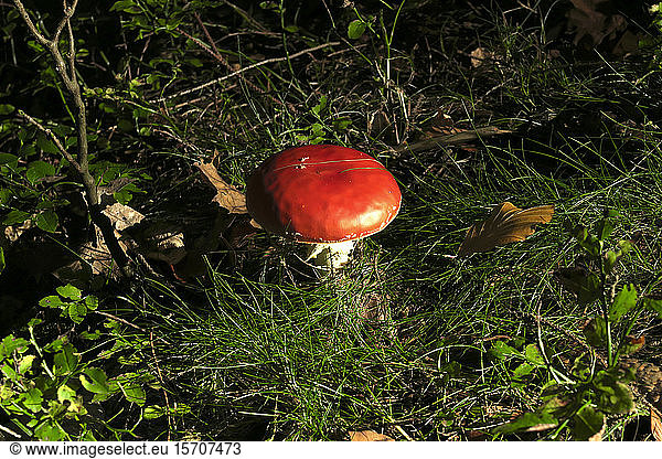 Germany  Saxony  Mushroom growing in Autumn forest