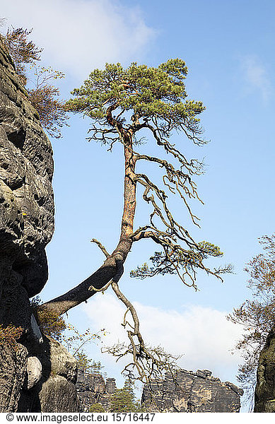 Germany  Saxony  Pine tree growing against sky in Saxon Switzerland National Park