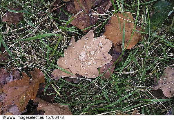 Germany  Saxony  Raindrops on fallen autumn leaf lying in grass
