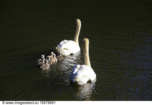 Germany  Saxony  Two adult swans swimming in lake with cygnets