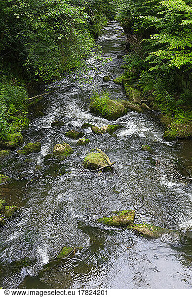 Germany  Saxony  Wesenitz river flowing through Liebethaler Grund valley in spring