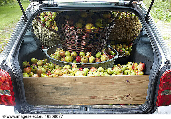 Germany  Schleswig-Holstein  Car boot full of apples