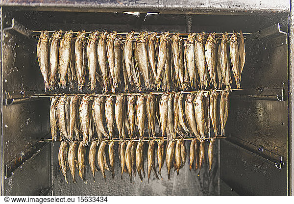Germany  Schleswig-Holstein  Eckernforde  Smoked sprattus fish hanging in smokehouse