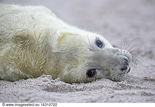 Germany  Schleswig-Holstein  Helgoland  Duene Island  grey seal pup (Halichoerus grypus) lying on the beach  partial view