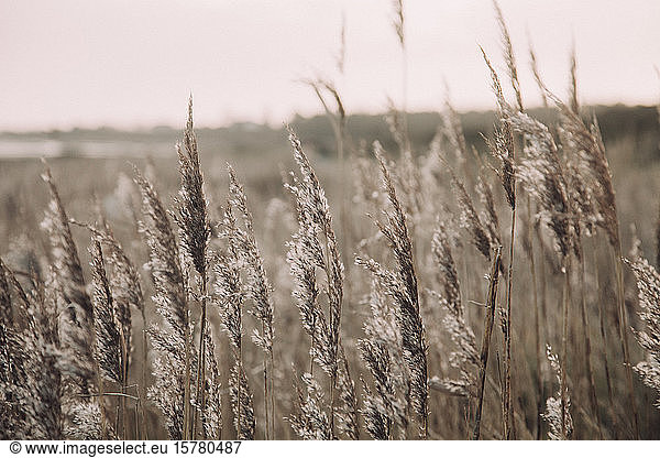 Germany  Schleswig-Holstein  Keitum  Close-up of coastal reed