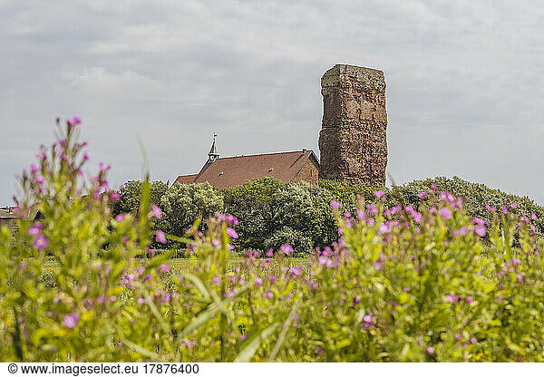 Germany  Schleswig-Holstein  Pellworm  Old Church of Saint Salvator with blooming flowers in foreground