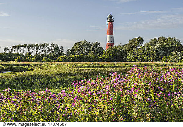 Germany  Schleswig-Holstein  Pellworm  Pellworm Lighthouse and surrounding landscape in spring