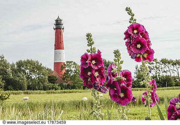 Germany  Schleswig-Holstein  Pellworm  Pink flowers blooming in spring with Pellworm Lighthouse in background