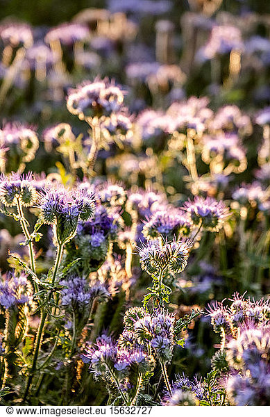 Germany  Schleswig-Holstein  Rettin  Purple blooming wildflowers