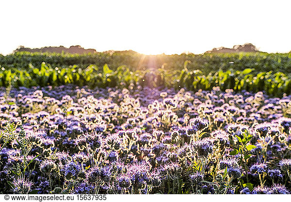 Germany  Schleswig-Holstein  Rettin  Purple flowers growing in field at sunset