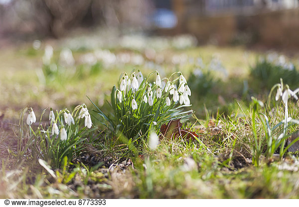 Germany  snowdrops on a meadow