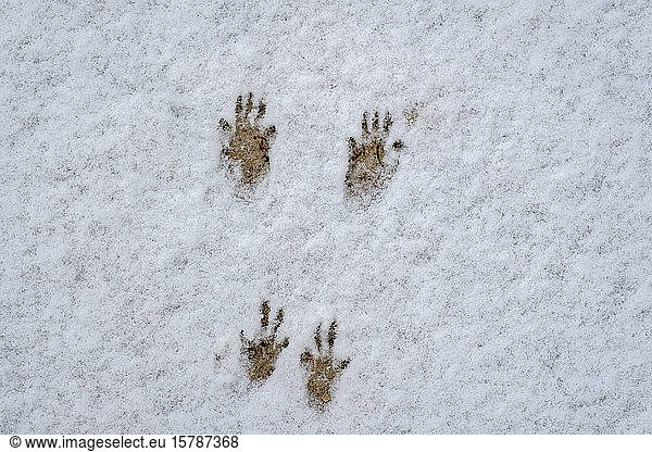 Germany  Squirrel tracks in snow