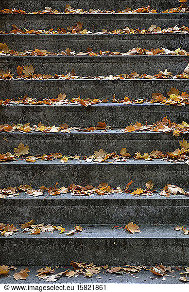 Germany  Stone steps covered in fallen autumn leaves