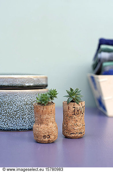 Germany  Studio shot of small succulents in corks
