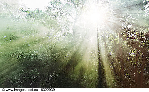 Germany  Sunrays in foggy forest