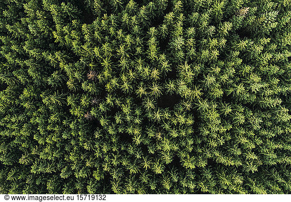 Germany  Thuringia  Aerial view of green coniferous forest